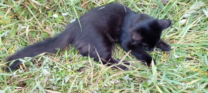 Чёрный котёнок (котик) в добрые руки