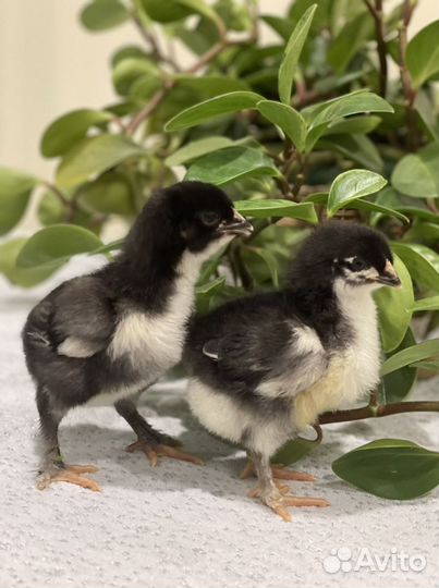 Инкубационное яйцо Маран, Амераукан и Фавероль