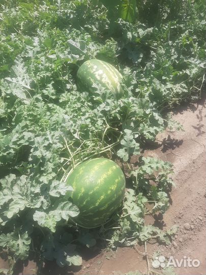 Арбуз каристан