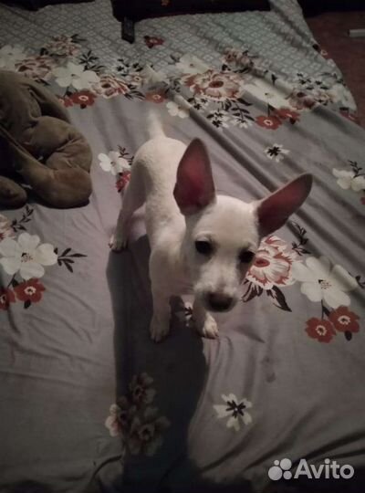 Собака в добрые руки отдам бесплатно