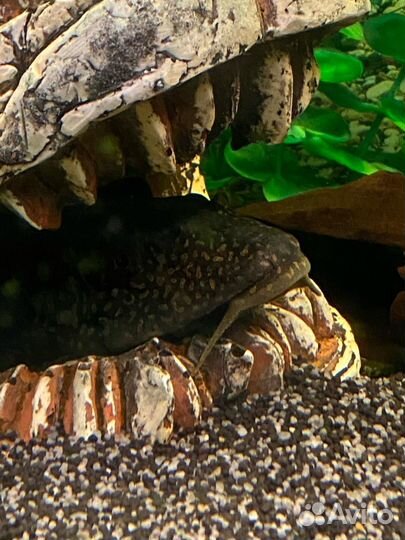 Аквариумные рыбки