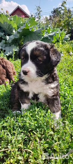 Щенки бесплатно