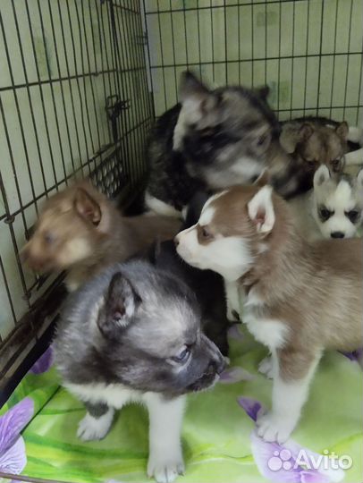 Щенки сибирской хаски
