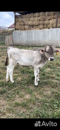 Бычки и телята швицы