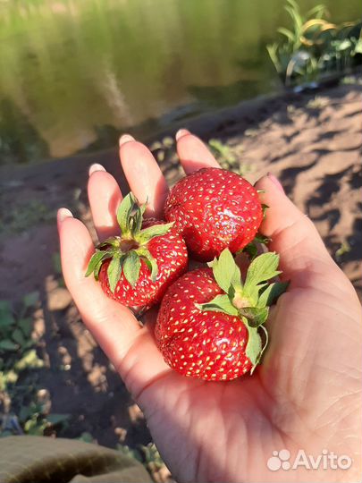 Саженцы клубники ремонтантной