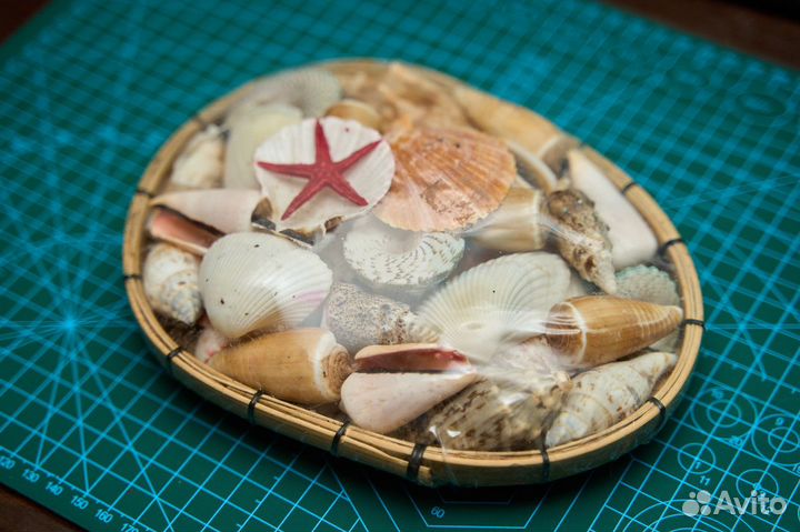 Набор ракушек