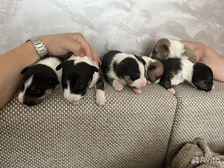 Щенки мини бультерьера