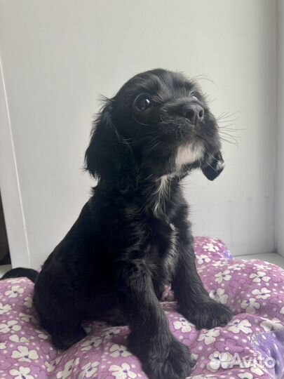 Кокер спаниель