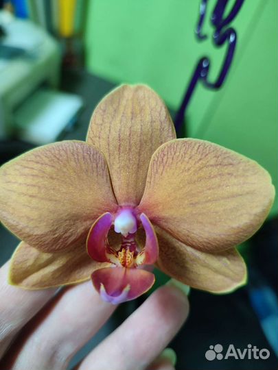Орхидея фаленопсис