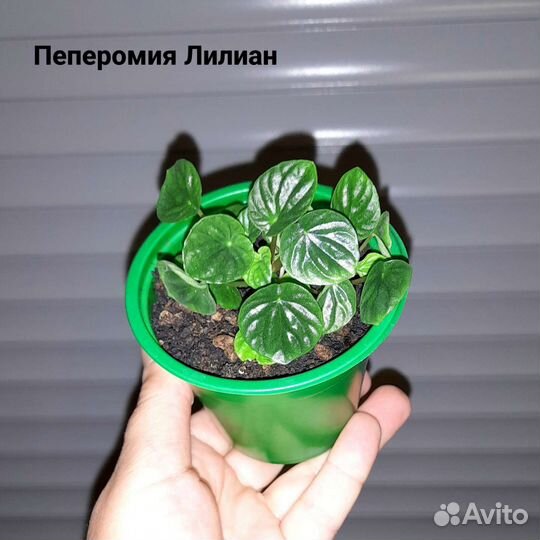 Домашние цветы