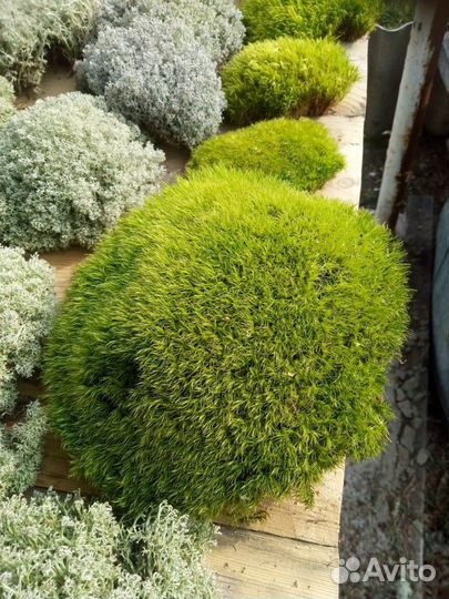 Мох кочками (кочки) стабилизированный