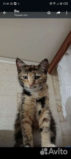 Кошка в дар