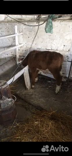 Телята бычки