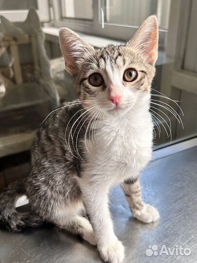 Котенок