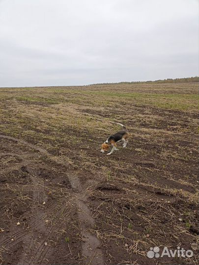 Русская пегая гончая