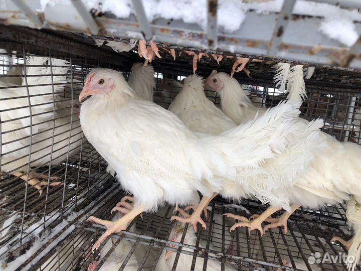 Продажа кур молодок