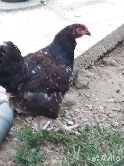 Молодые петухи породистые