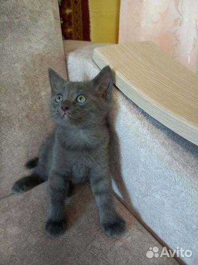 Отдам котëнка британца