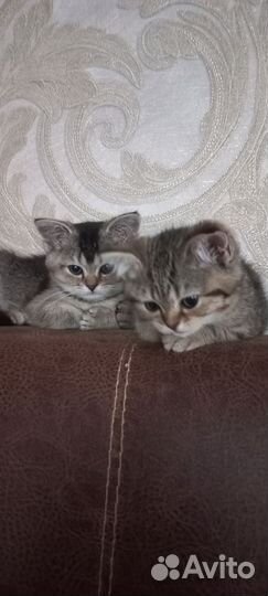 Шотландские котята