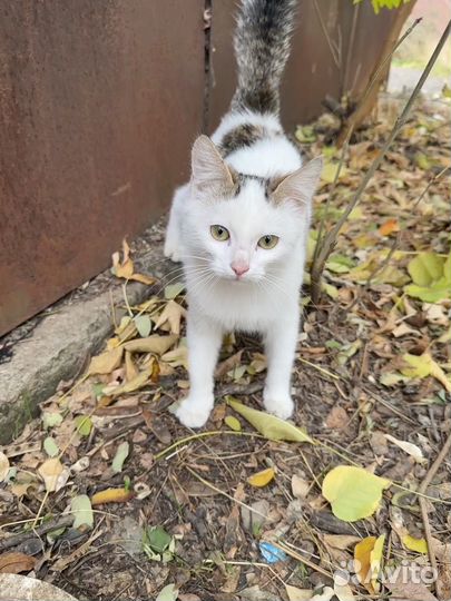 Котята в добрые руки бесплатно мальчик