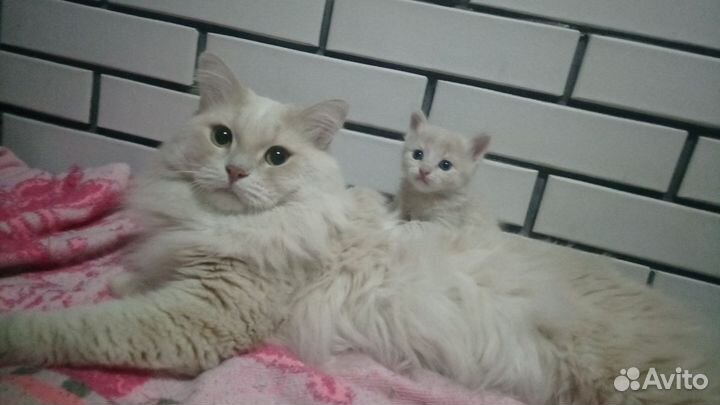 Отдам котенка в добрые руки