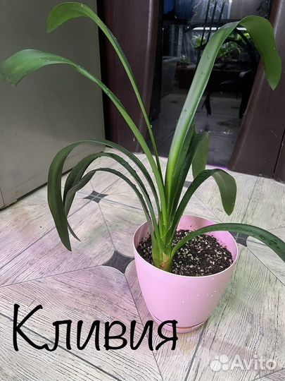 Комнатные растения