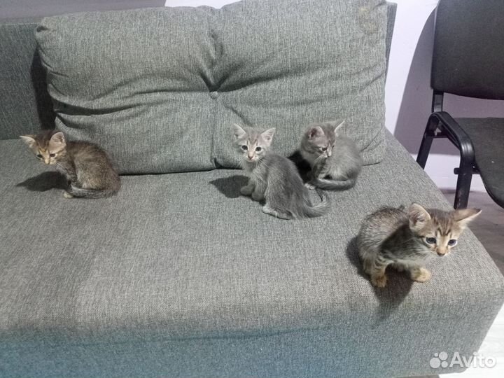 Котята в добрые руки бесплатно