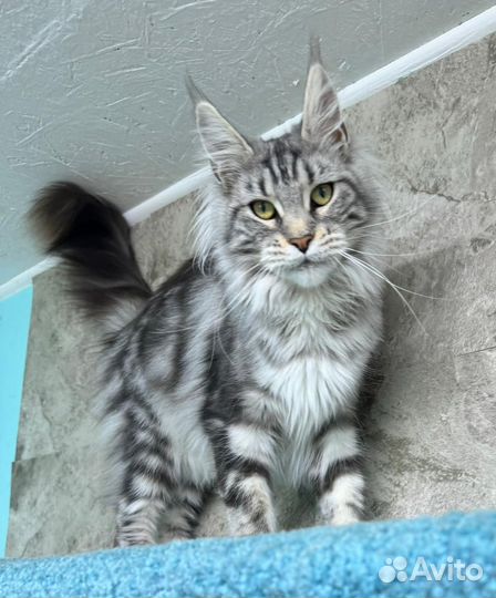 Девочка Мейн Кун. Грациозная принцесса