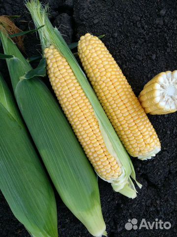 Семена Кукурузы 