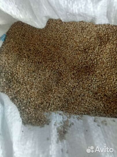 Семена кунжута