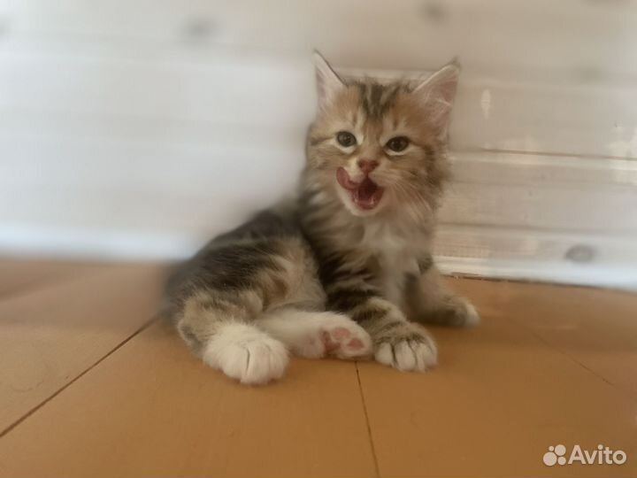 Курильский бобтейл