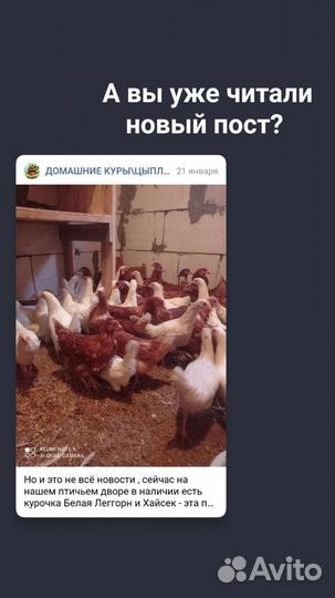 Куры молодки несушки