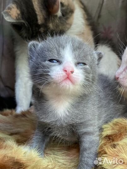 Кошка в дар