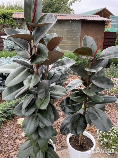 Фикус абиджан