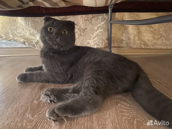 Коты в добрые руки