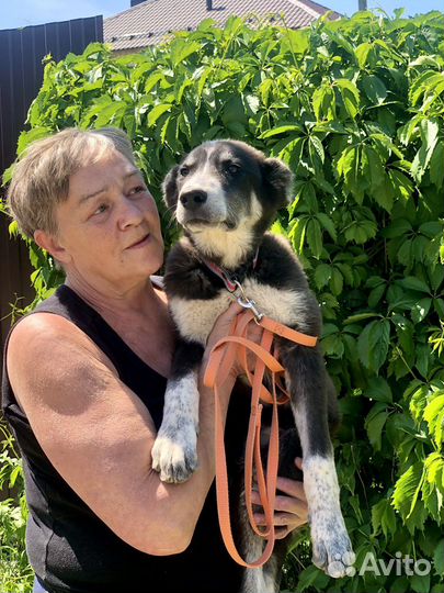 Щенок в добрые руки