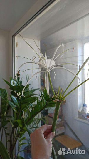 Лилия пауковидная