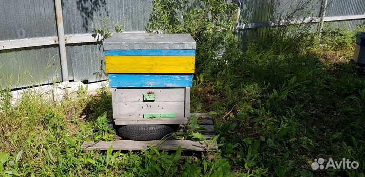 Улья из кедровой доски