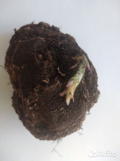 Тедея розовая. Глоксинья Розалинда