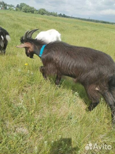Козел на племя
