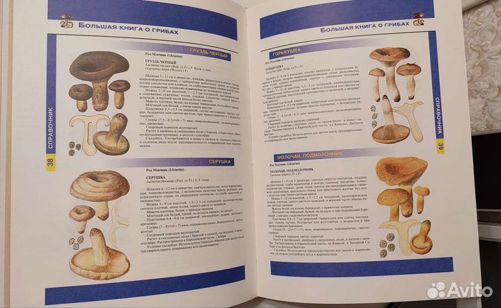 Подробный справочник о грибах