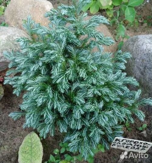 Саженцы хвойных и вечнозеленых растений