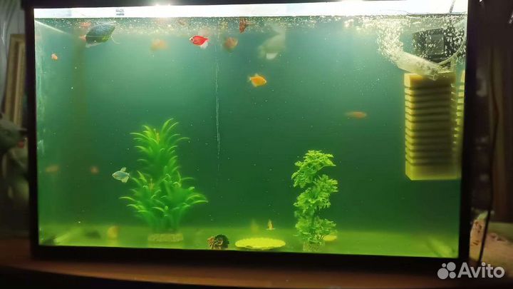 Аквариум с рыбками