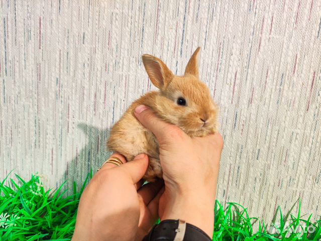 Мини карликовый кролик - ручной объявление продам