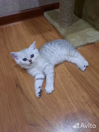 Шотландская