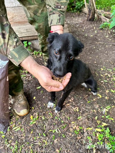 Маленькая собачка в добрые руки бесплатно