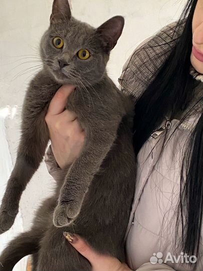 Кошки в добрые руки
