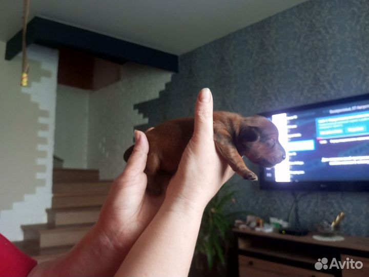 Щенки в добрые руки