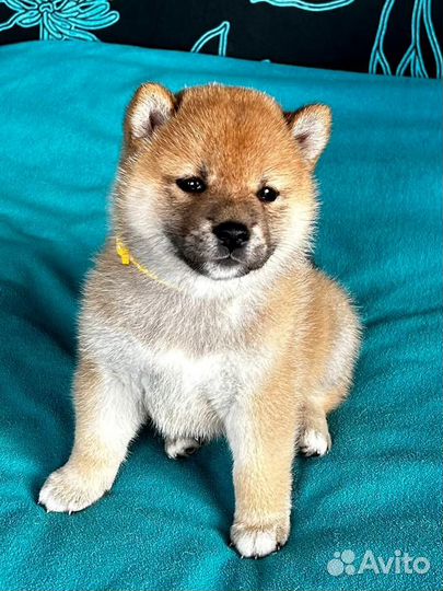 Щенки сиба ину