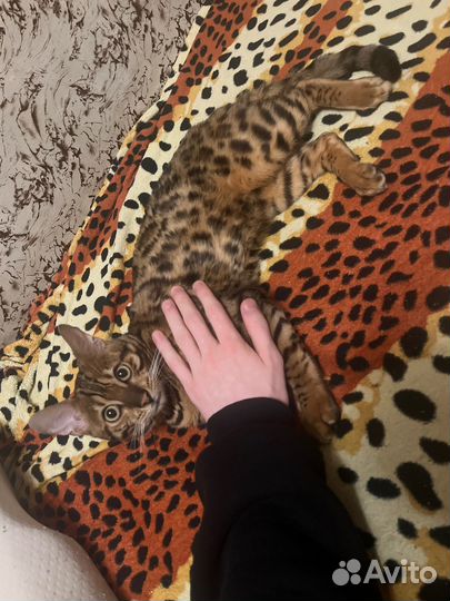 Бенгальский кот. 9 месяцев